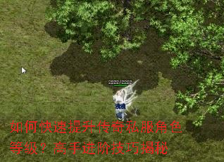 如何快速提升传奇私服角色等级?高手进阶技巧揭秘 如何快速提升传奇私服角色等级?高手进阶技巧揭秘